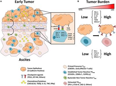 Resident Memory-Like Tumor-Infiltrating Lymphocytes (TILRM): Latest Players in the Immuno-Oncology Repertoire